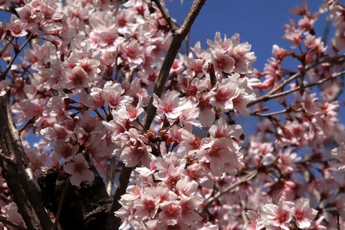 早咲き桜色々　植物園（1）_e0048413_21115163.jpg