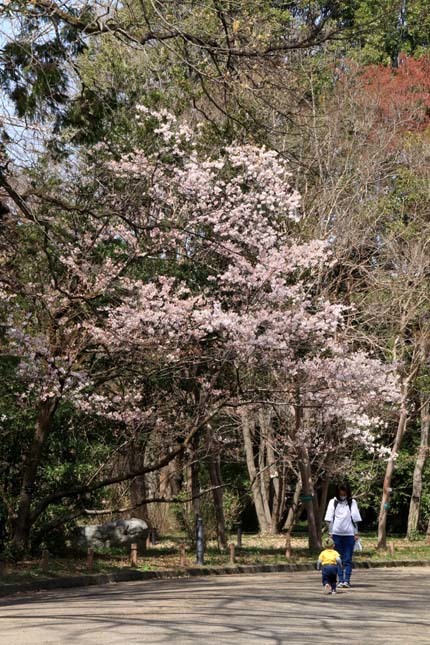 早咲き桜色々　植物園（1）_e0048413_21115697.jpg