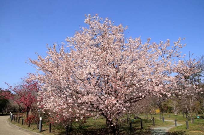 早咲き桜色々　植物園（1）_e0048413_21120047.jpg