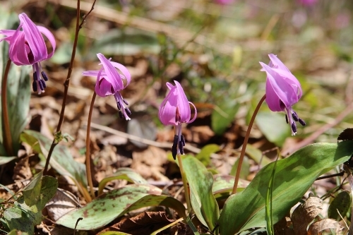 弥彦山　八枚沢～田ノ浦　お花見登山_a0309917_09520366.jpg