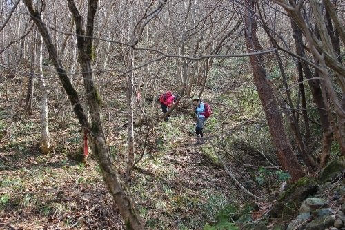 弥彦山　八枚沢～田ノ浦　お花見登山_a0309917_10283988.jpg