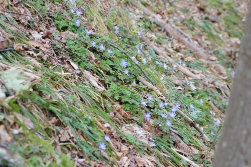 弥彦山　八枚沢～田ノ浦　お花見登山_a0309917_10362319.jpg