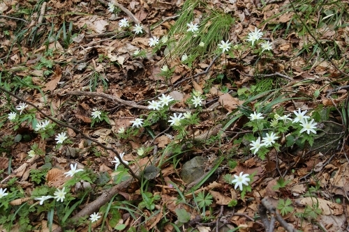 弥彦山　八枚沢～田ノ浦　お花見登山_a0309917_10422108.jpg