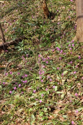 弥彦山　八枚沢～田ノ浦　お花見登山_a0309917_10485530.jpg