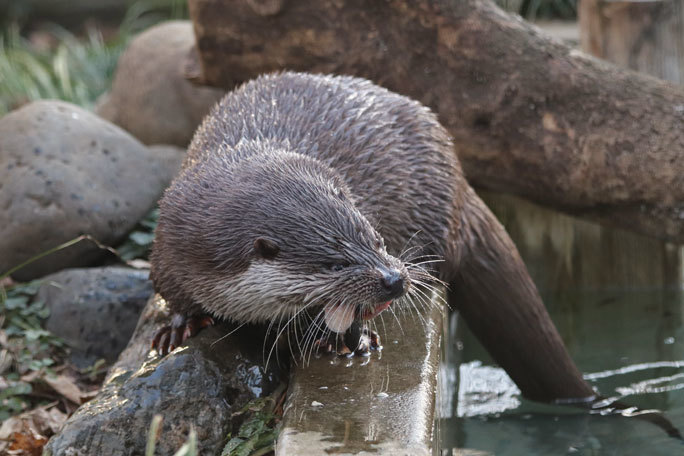 ひたむきに食べるユーラシアカワウソ「はな」（井の頭自然文化園 February 2020）_b0355317_12480561.jpg