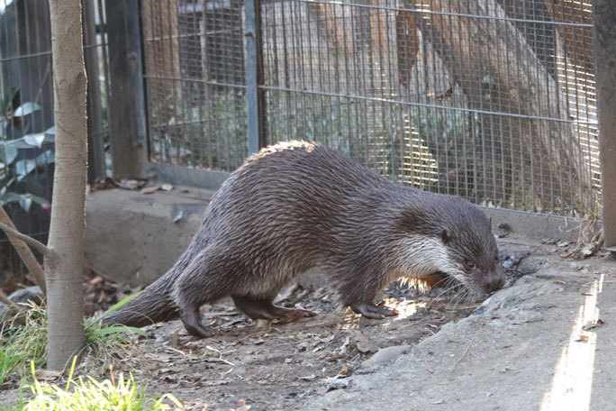 ひたむきに食べるユーラシアカワウソ「はな」（井の頭自然文化園 February 2020）_b0355317_12513564.jpg