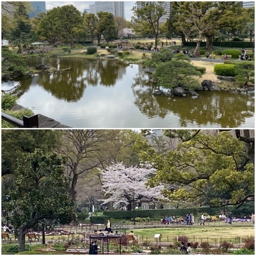 お花見 日比谷公園 アキタンの年金 株主生活 毎月旅日記 お花見 日比谷公園 アキタンの年金 株主生活 毎月旅日記