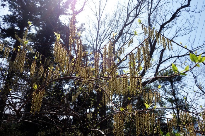 ■散策【県立七沢森林公園P-2】_b0033423_01103918.jpg