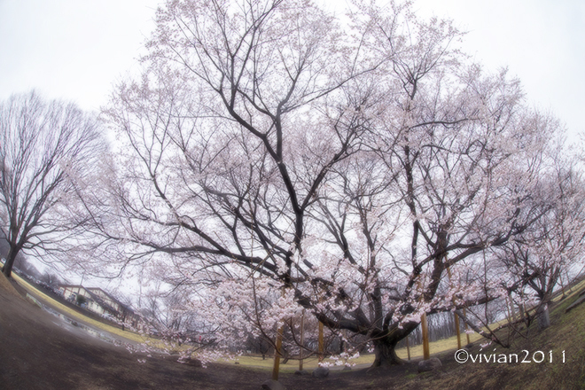下野市　天平の丘公園　～満開の淡墨桜～_e0227942_20472154.jpg