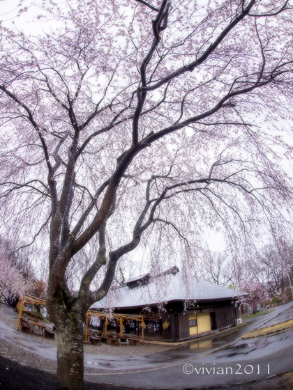 下野市　天平の丘公園　～満開の淡墨桜～_e0227942_20545309.jpg