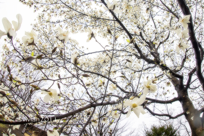 下野市　天平の丘公園　～満開の淡墨桜～_e0227942_21030196.jpg