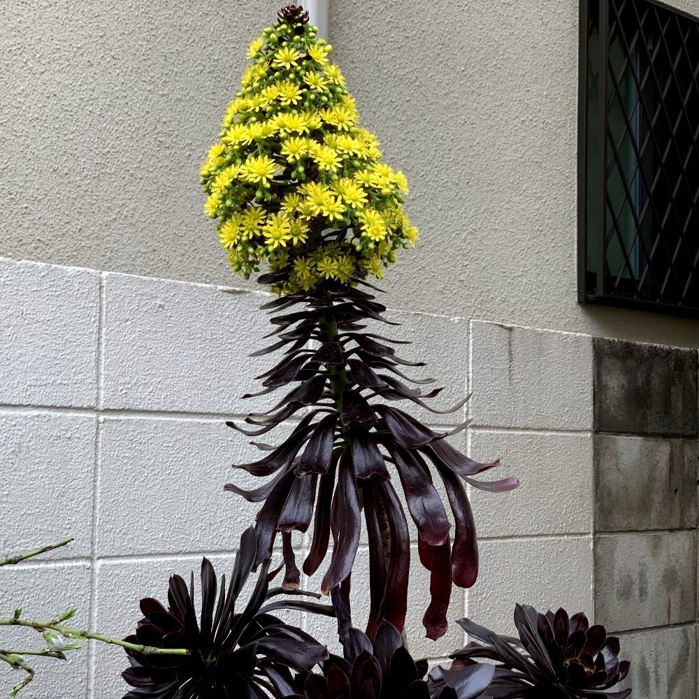 ☆クロホウシの花を見せていただきました☆_c0092953_09381369.jpg