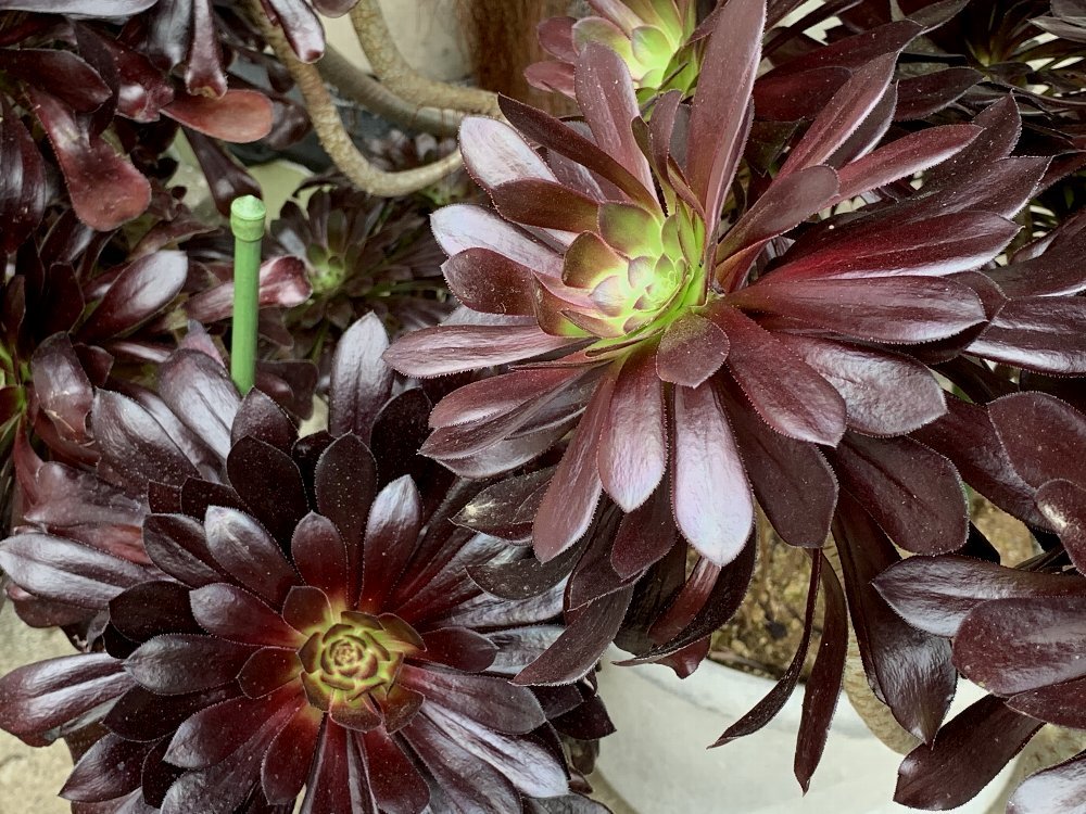 ☆クロホウシの花を見せていただきました☆_c0092953_09383856.jpg