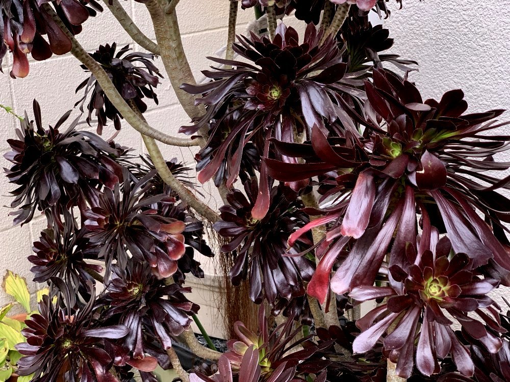 ☆クロホウシの花を見せていただきました☆_c0092953_09393027.jpg