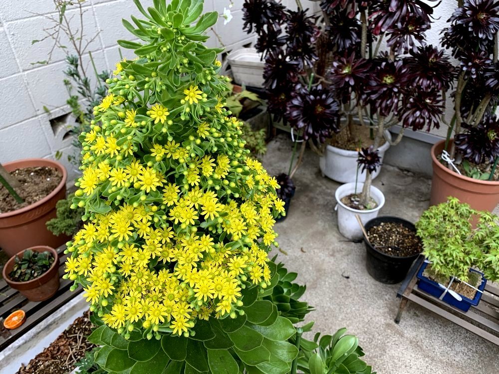 ☆クロホウシの花を見せていただきました☆_c0092953_09434545.jpg