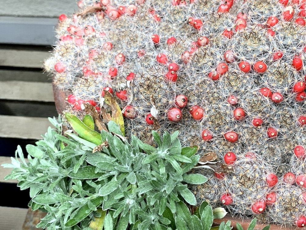 ☆クロホウシの花を見せていただきました☆_c0092953_09451187.jpg