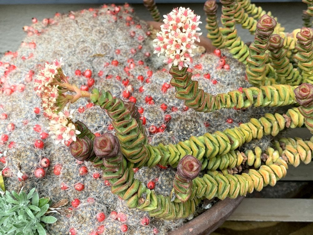 ☆クロホウシの花を見せていただきました☆_c0092953_09451441.jpg