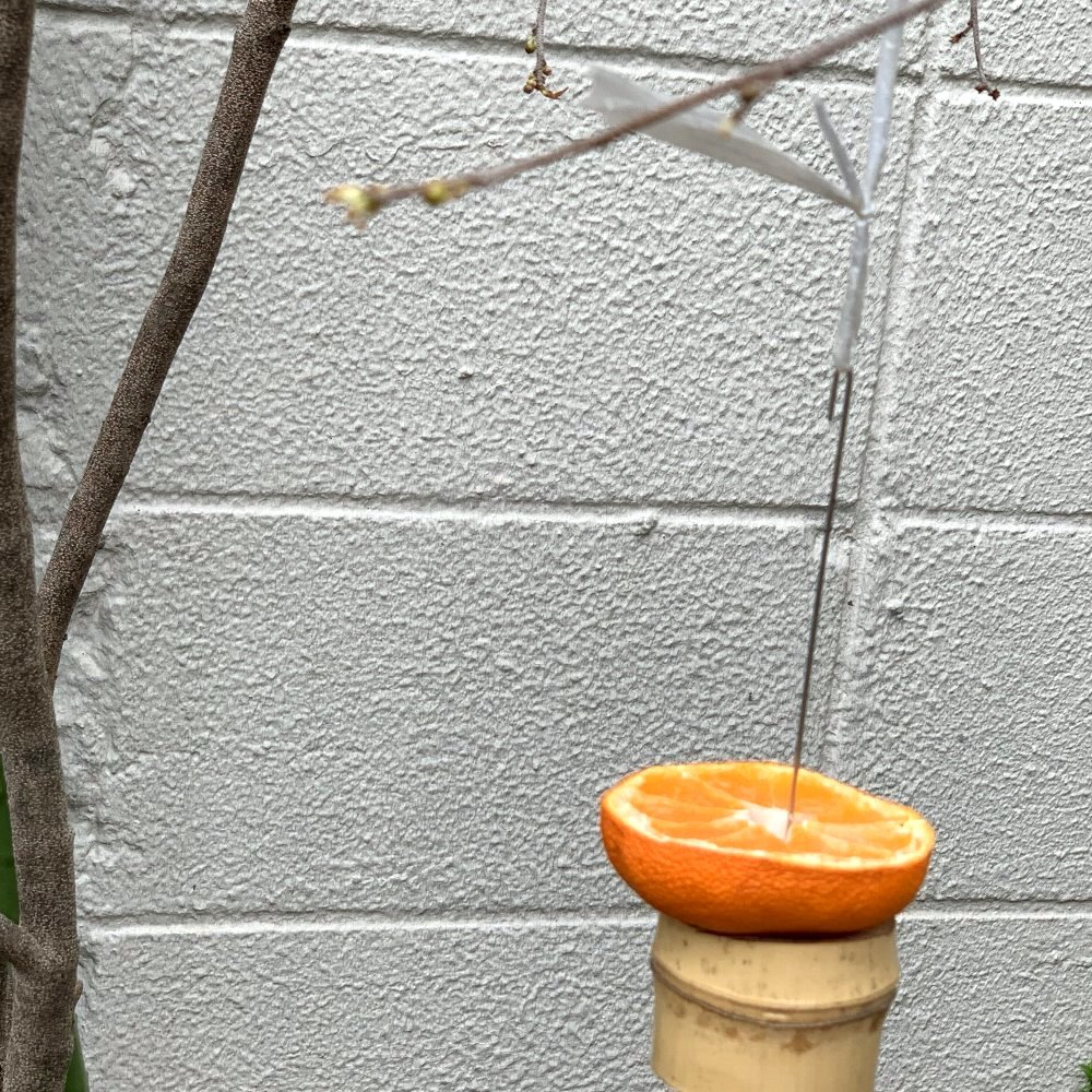 ☆クロホウシの花を見せていただきました☆_c0092953_09451836.jpg