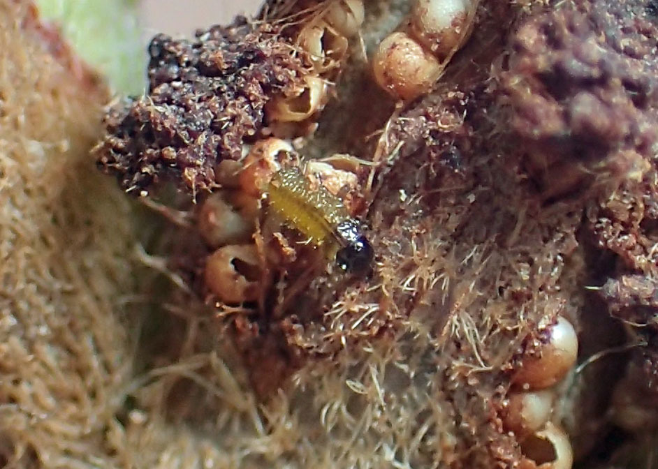 春を迎えた卵たち 公園昆虫記