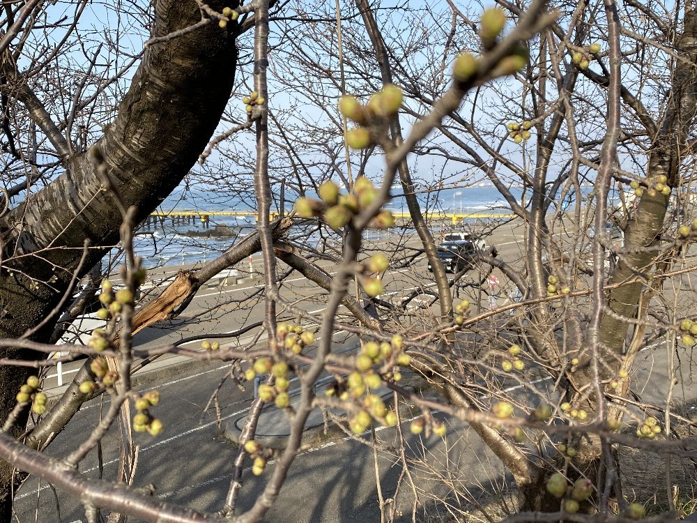 郷津海岸での桜とふきのとう！_e0065084_20294959.jpg