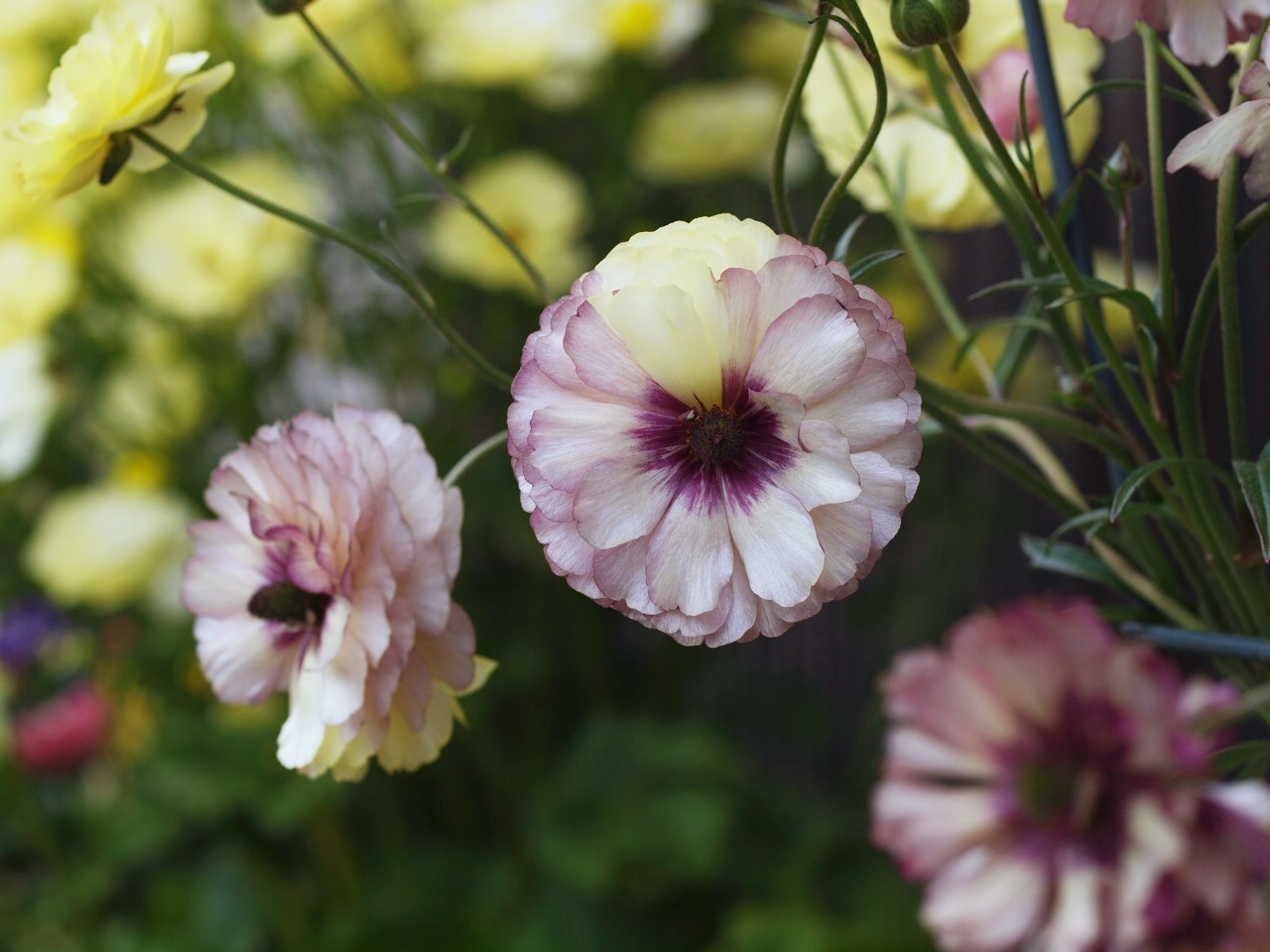 キメラ : Flowers. キメラ : Flowers.