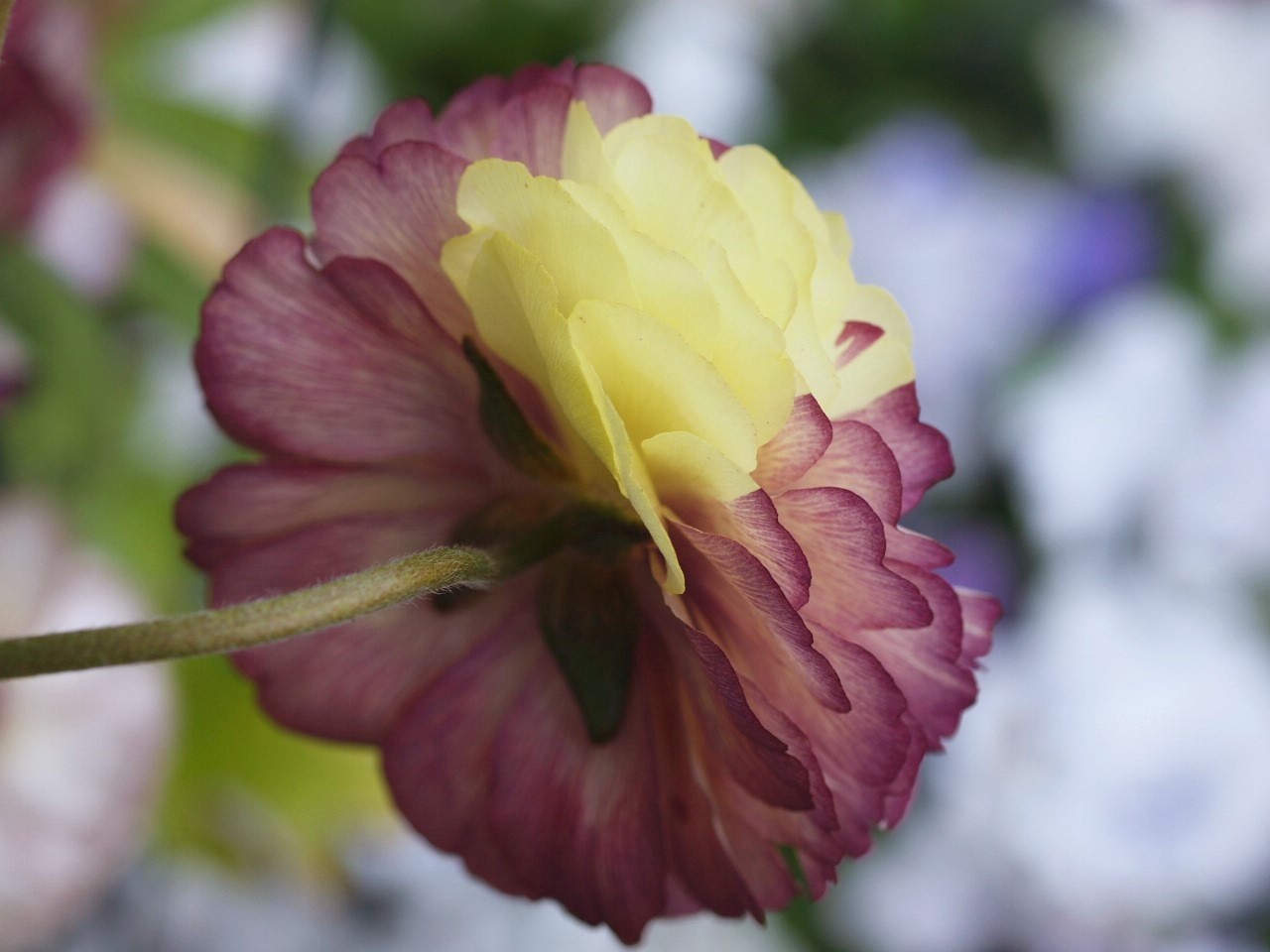 キメラ : Flowers.