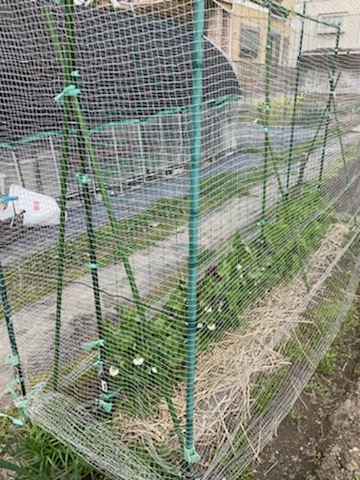2週間ぶりの畑_f0204295_10330777.jpg