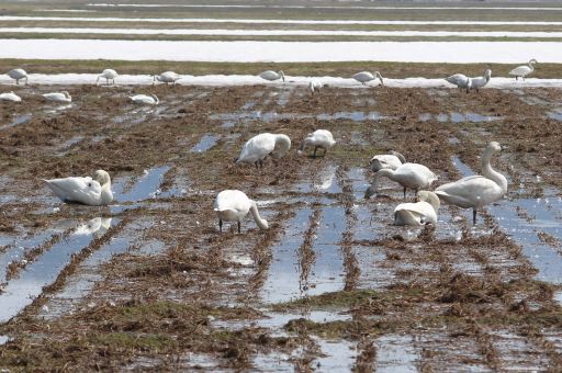 20210320 【白鳥】湖ならず田んぼ_b0013099_12351637.jpg