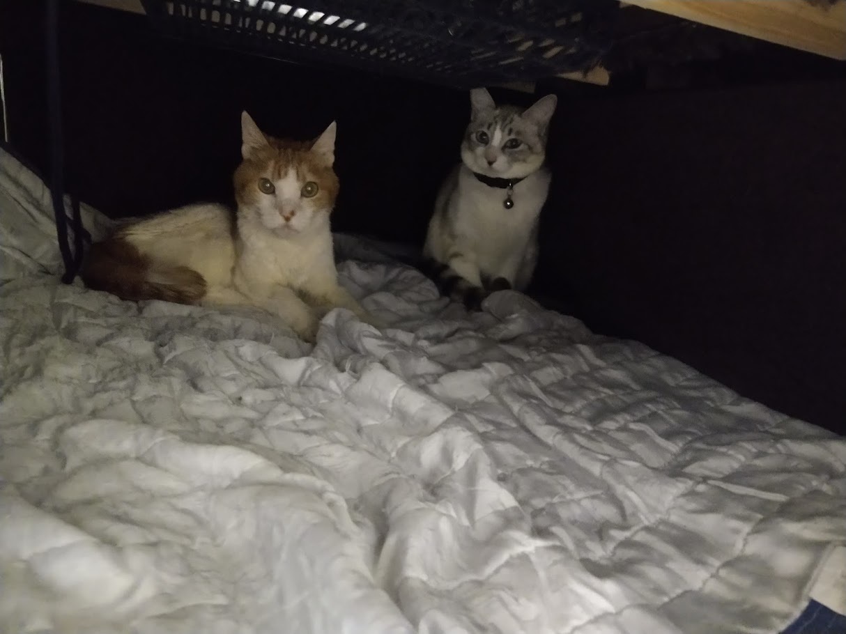 正式に家族になりました Maruwa Taroのfelt Factory