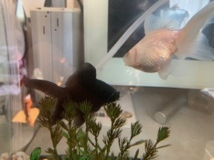 金魚のその後 好奇心旺盛なおかんのひとりごと
