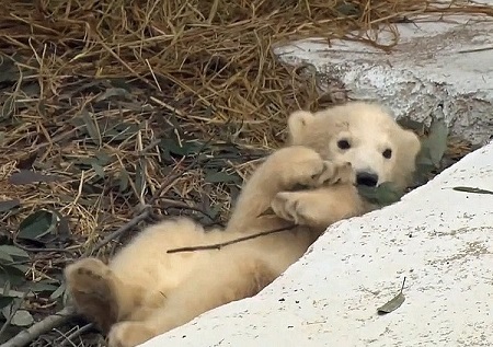 大阪・天王寺動物園のホウちゃん (Hochan/Хочан) が報道陣に公開される_a0151913_19162324.jpg