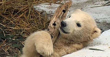 大阪・天王寺動物園のホウちゃん (Hochan/Хочан) が報道陣に公開される_a0151913_19254794.jpg