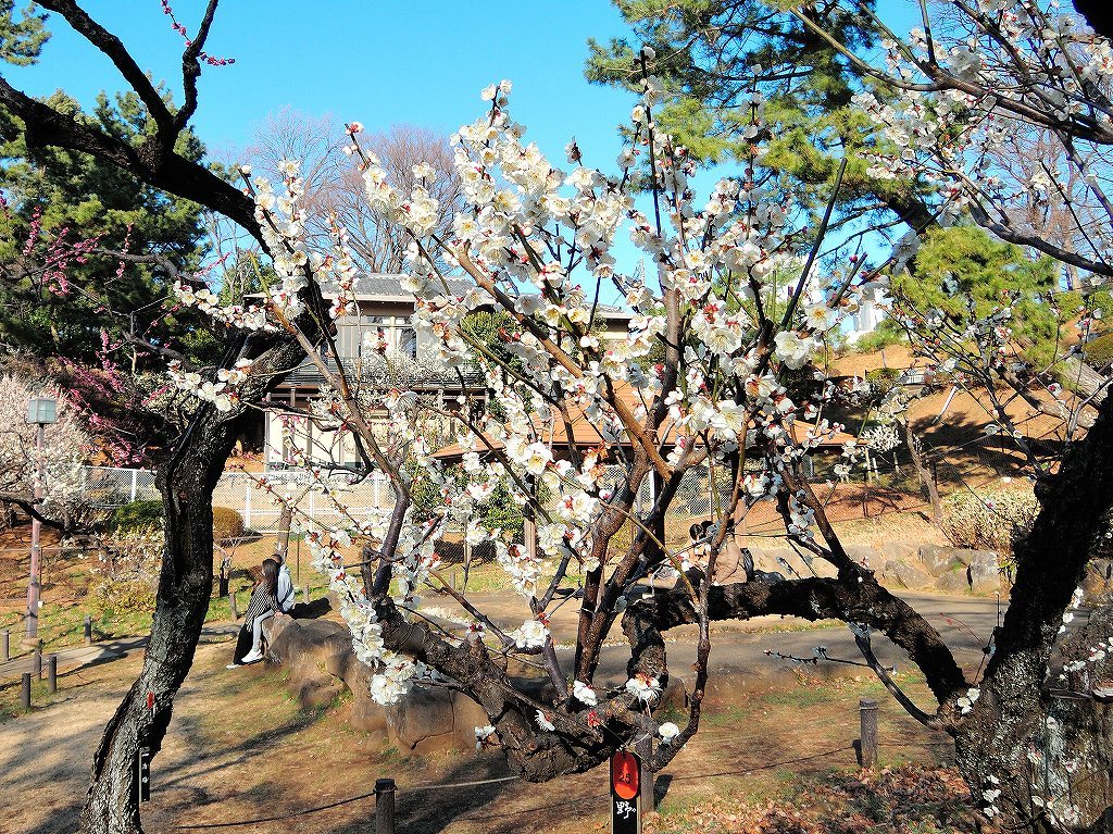 ある風景:Okurayama, Yokohama@2021 Spring #1_d0393923_22213519.jpg