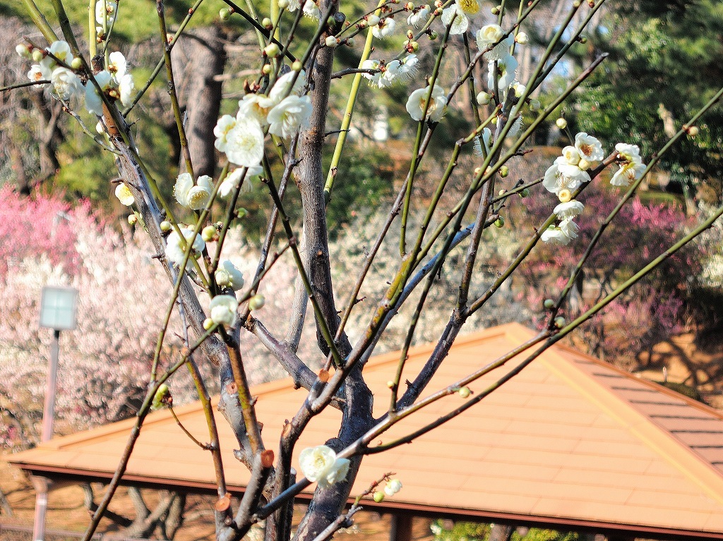 ある風景:Okurayama, Yokohama@2021 Spring #1_d0393923_22213556.jpg