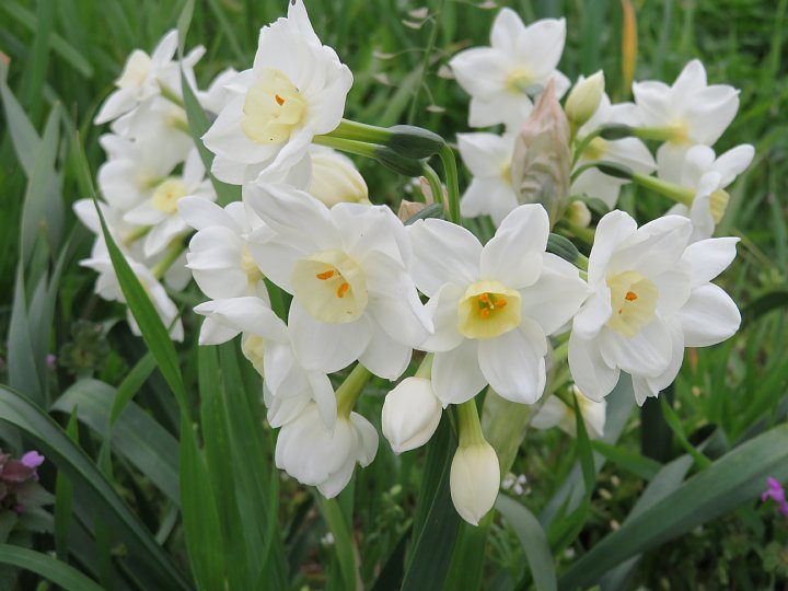 21年3月25日 白いスイセンの花 今日の風に吹かれましょう