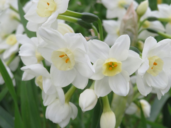 21年3月25日 白いスイセンの花 今日の風に吹かれましょう
