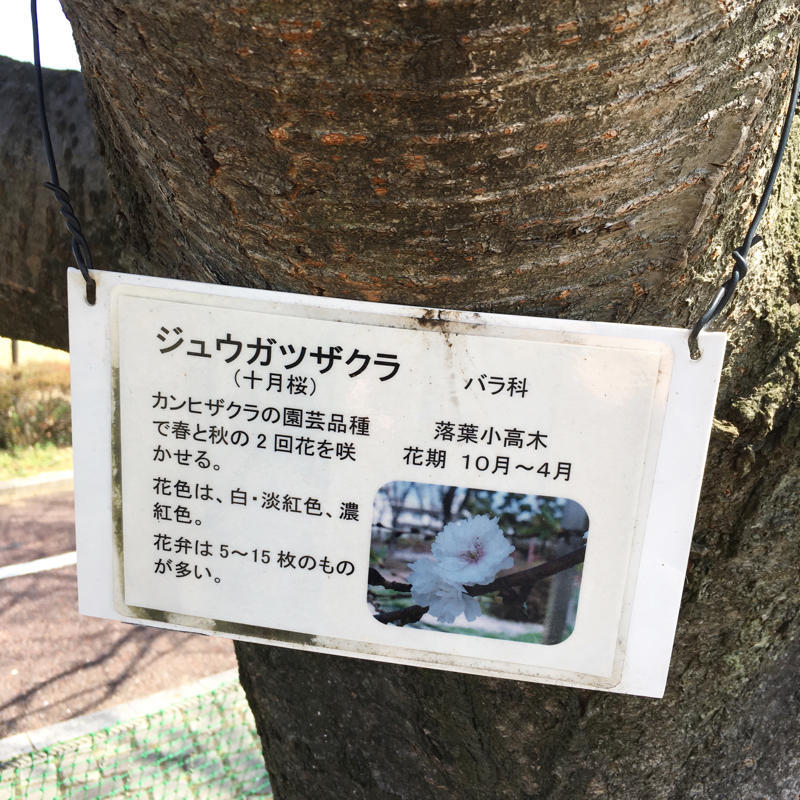 いつまでも少しずつ咲くジュウガツザクラ_c0060143_20261778.jpg