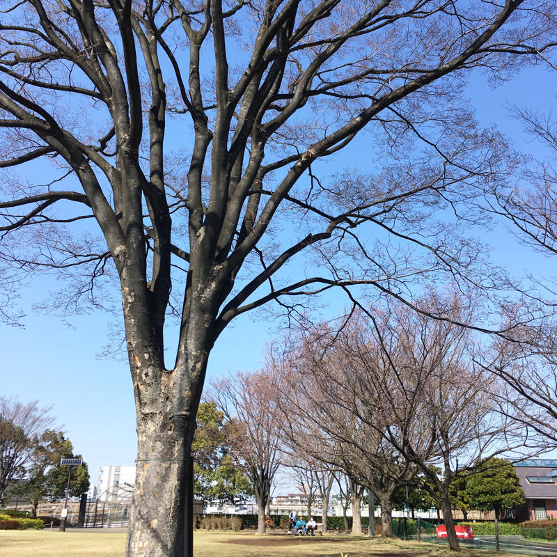 いつまでも少しずつ咲くジュウガツザクラ_c0060143_20261897.jpg