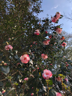 桜が咲きました_f0363168_16004112.png