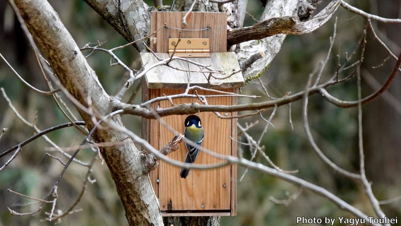 日本 巣箱を覗くシジュウカラ とことん写真 日本 巣箱を覗くシジュウカラ とことん写真