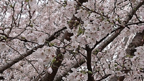 今日の献立は 地元産の菜花とアピオス 緑のかたつむり