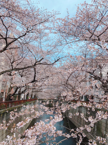 【築地】PARADISO！ と目黒川の桜&#127800;_f0207881_09042583.jpg