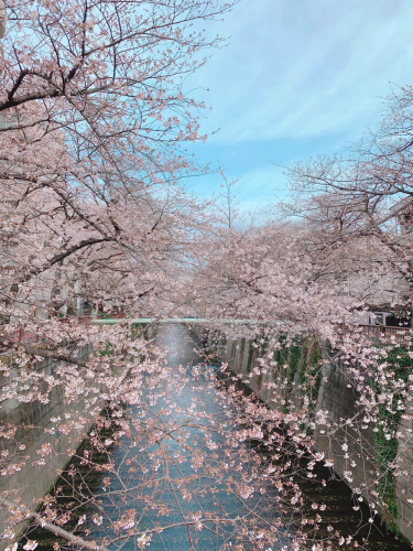 【築地】PARADISO！ と目黒川の桜&#127800;_f0207881_09043795.jpg