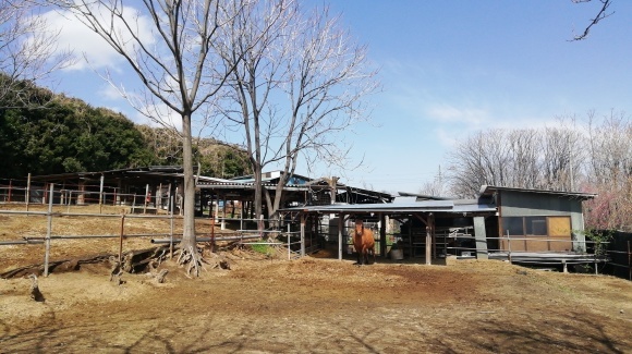 金井牧場 木曽駒 花探し_c0212083_18294037.jpg