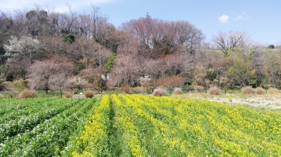 金井牧場 木曽駒 花探し_c0212083_18305358.jpg