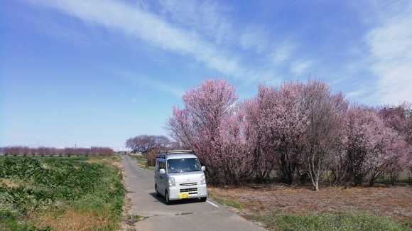 金井牧場 木曽駒 花探し_c0212083_18314029.jpg