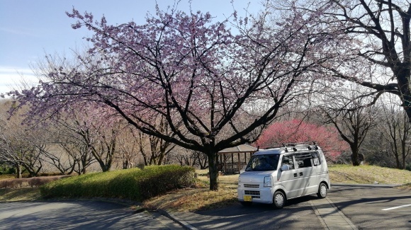 金井牧場 木曽駒 花探し_c0212083_18433848.jpg
