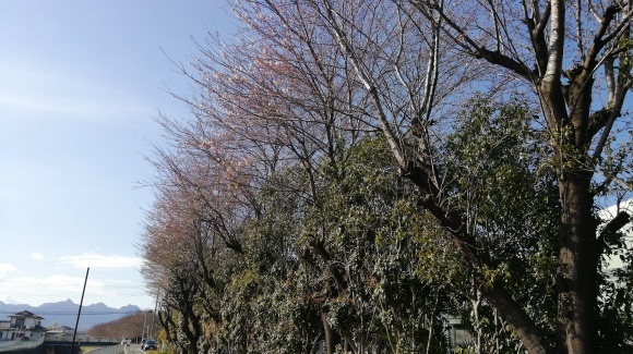 金井牧場 木曽駒 花探し_c0212083_18445809.jpg