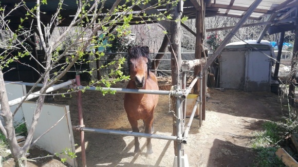 金井牧場 木曽駒 花探し_c0212083_19372258.jpg