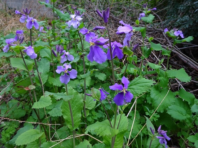 生い茂るムラサキハナナ 眩しいヤマブキ 花と葉っぱ 生い茂るムラサキハナナ 眩しいヤマブキ 花と葉っぱ